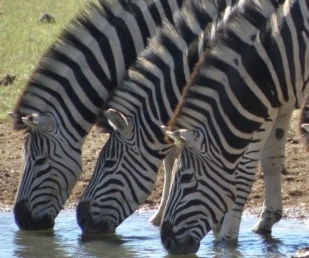 Zebra Drinking, Amakhala Game Reserve, &copy;Caroline Yates